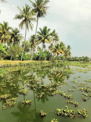 indraprastham houseboat, kerala view 2