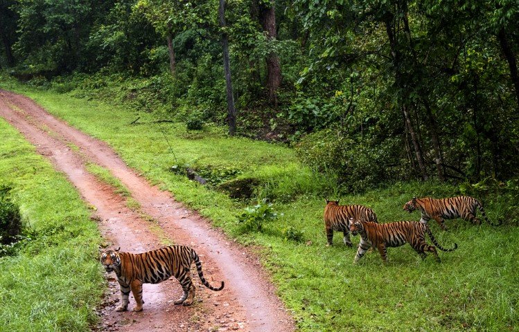 kanha national park